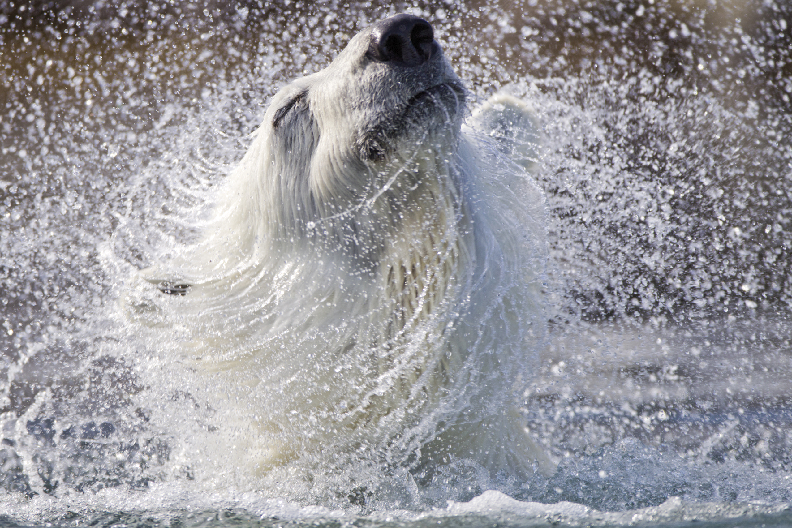 Der Eisbär, der König der Arktis 