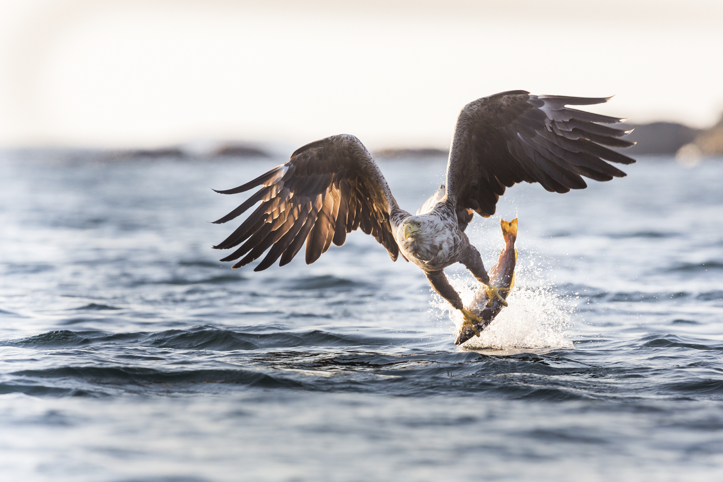  Der grösste Raubvogel Norwegens - der Seeadler