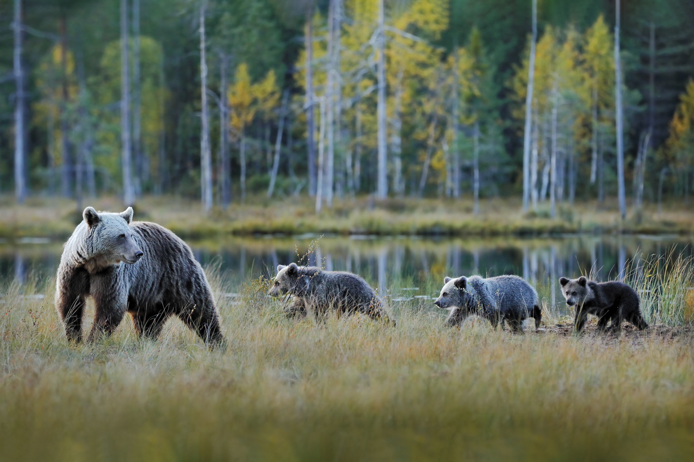 Bei Kuusamo haben Sie die Möglichkeit, Meister Petz aus sicherer Distanz zu beobachten. Im Grenzgebiet zu Russland gibt es mehrere Bärenfamilien